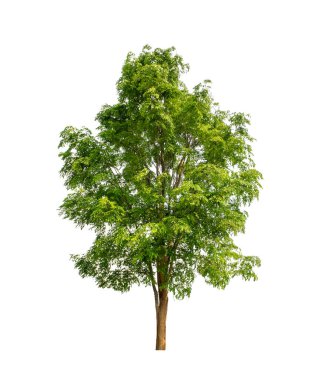 Beyaz arkaplanda izole edilmiş ağaç hem yazdırma hem de web sayfaları için uygundur