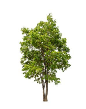 Beyaz arkaplanda izole edilmiş ağaç hem yazdırma hem de web sayfaları için uygundur