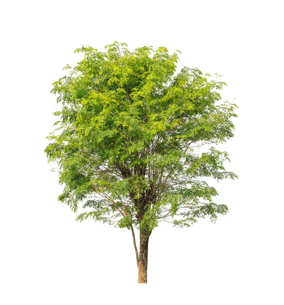 Beyaz arkaplanda izole edilmiş ağaç hem yazdırma hem de web sayfaları için uygundur