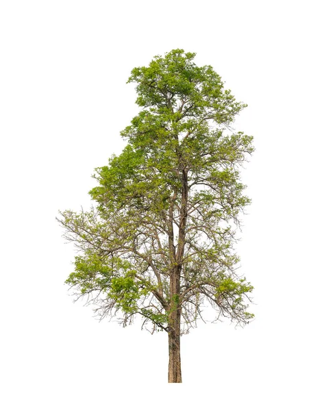 Boom Die Zijn Geïsoleerd Een Witte Achtergrond Zijn Geschikt Voor — Stockfoto