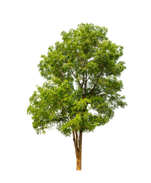 Tree that are isolated on a white background are suitable for both printing and web pages