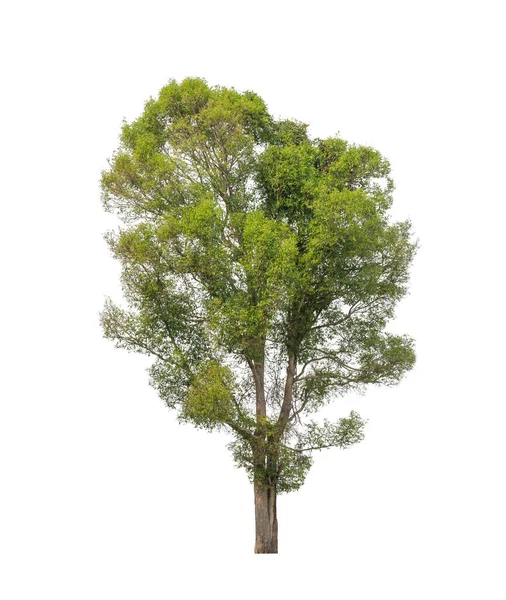 Albero Isolato Sfondo Bianco Adatto Sia Stampa Che Pagine Web — Foto Stock