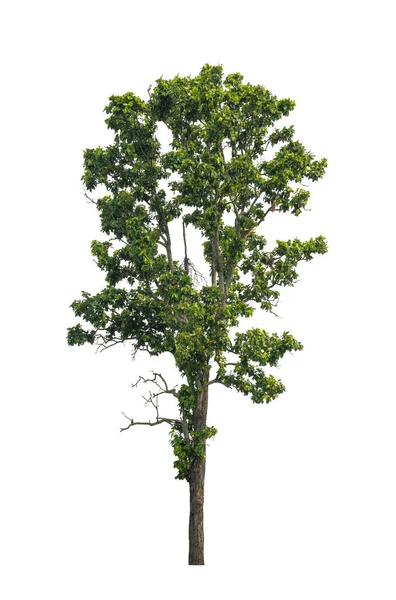 Beyaz arkaplanda izole edilmiş ağaç hem yazdırma hem de web sayfaları için uygundur