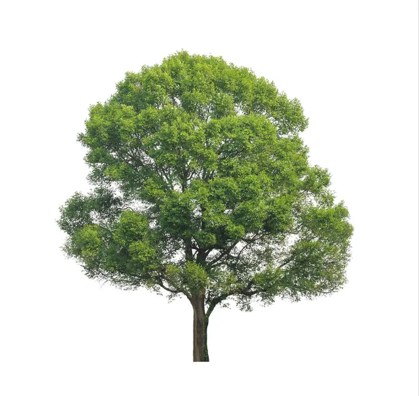 Stromy Které Jsou Izolovány Bílém Pozadí Jsou Vhodné Pro Tisk — Stock fotografie