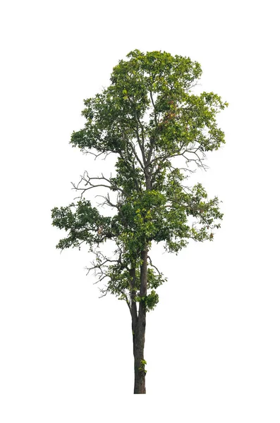 Árbol Que Aíslan Sobre Fondo Blanco Son Adecuados Tanto Para —  Fotos de Stock