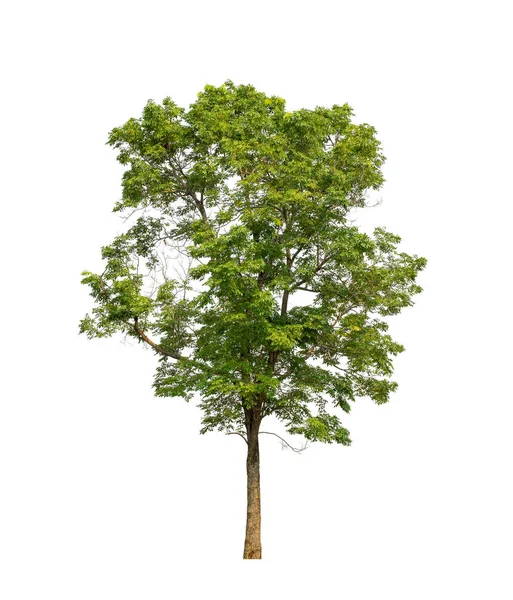 Albero Isolato Sfondo Bianco Adatto Sia Stampa Che Pagine Web — Foto Stock