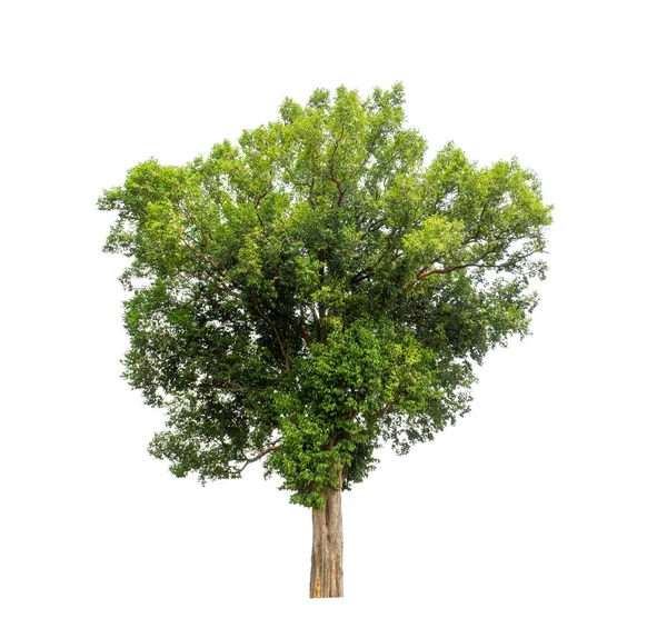 Albero Isolato Sfondo Bianco Adatto Sia Stampa Che Pagine Web — Foto Stock