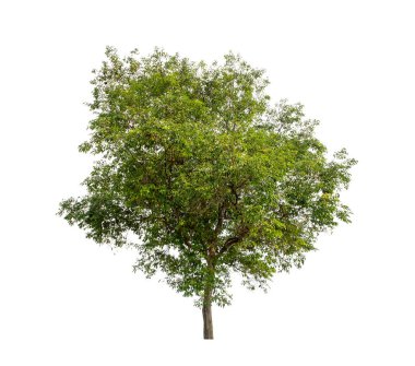 Beyaz arkaplanda izole edilmiş ağaç hem yazdırma hem de web sayfaları için uygundur