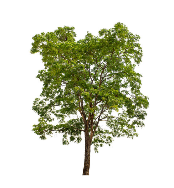 Tree that are isolated on a white background are suitable for both printing and web pages