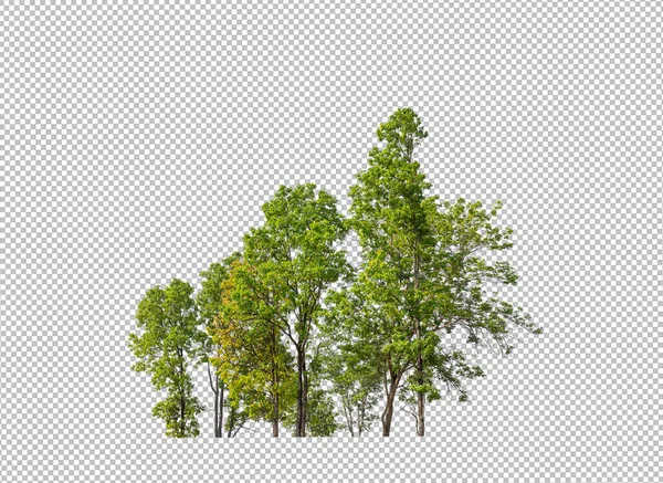 Green trees isolated on transparent background forest and summer foliage for both print and web with cut path and alpha channel