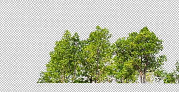 Green trees isolated on transparent background forest and summer foliage for both print and web with cut path and alpha channel