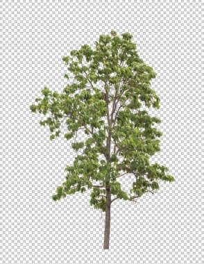 Kesme yolu olan şeffaf resim arkaplanı, kırpma yolu ve alfa kanalı olan tek ağaç 