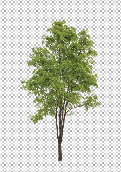 Drzewo Przezroczystym Tle Obrazu Ścieżką Wycinania Pojedyncze Drzewo Ścieżką Wycinania — Zdjęcie stockowe