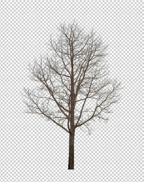 Martwe Drzewo Przezroczystym Tle Obrazu Ścieżką Wycinania Pojedyncze Drzewo Ścieżką — Zdjęcie stockowe