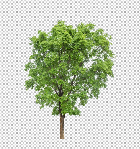 Árbol Sobre Fondo Transparente Con Ruta Recorte Árbol Único Con —  Fotos de Stock