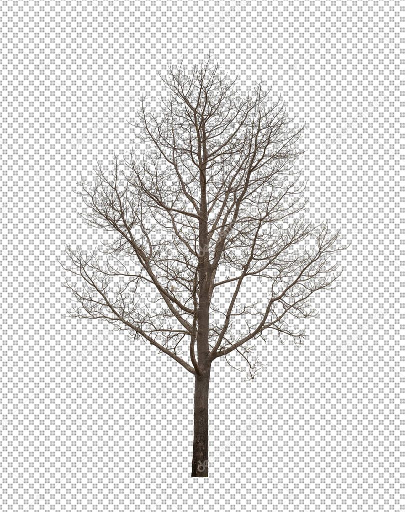 Dead Tree on transparent picture background with clipping path, single tree with clipping path and alpha channel 