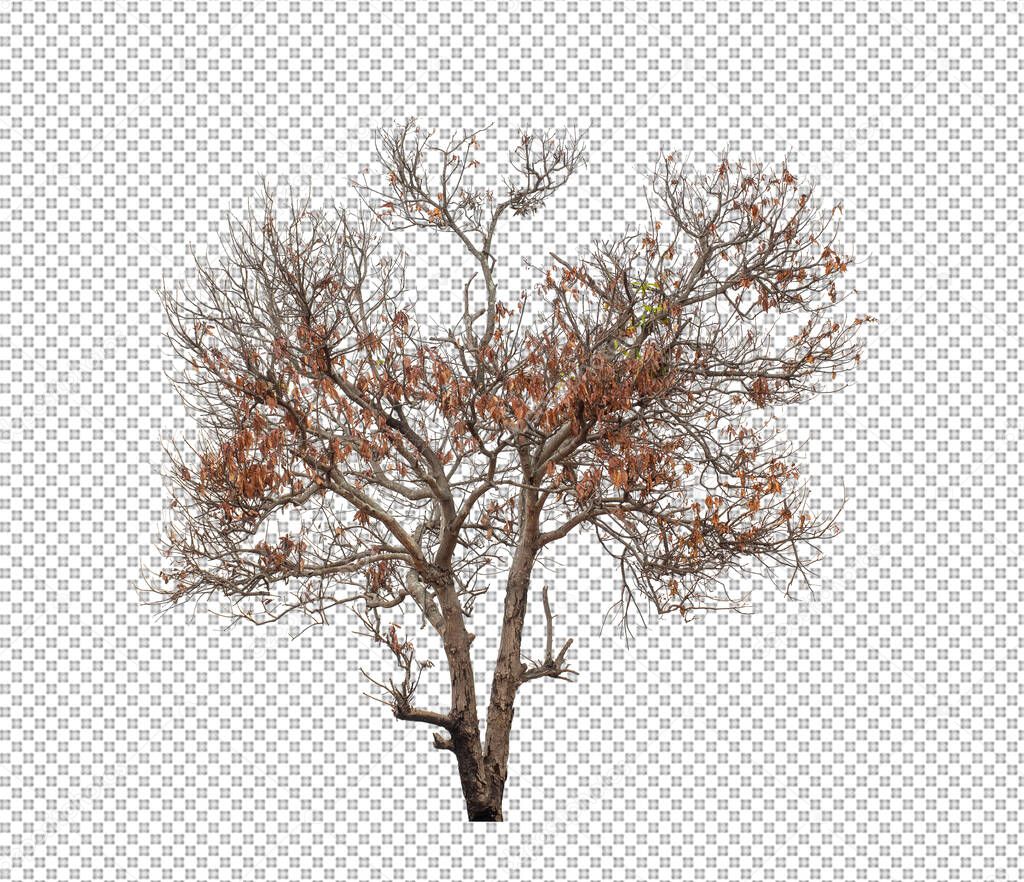 Tree on transparent picture background with clipping path, single tree with clipping path and alpha 