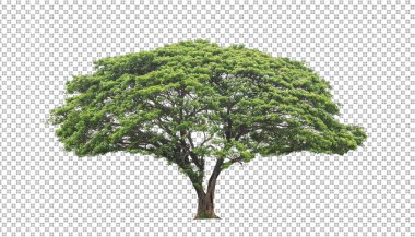 Kesme yolu olan şeffaf resim arkaplanı, kırpma yolu ve alfa kanalı olan tek ağaç 