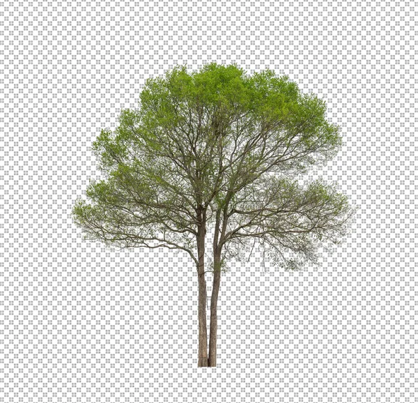 Árbol Sobre Fondo Transparente Con Ruta Recorte Árbol Único Con —  Fotos de Stock