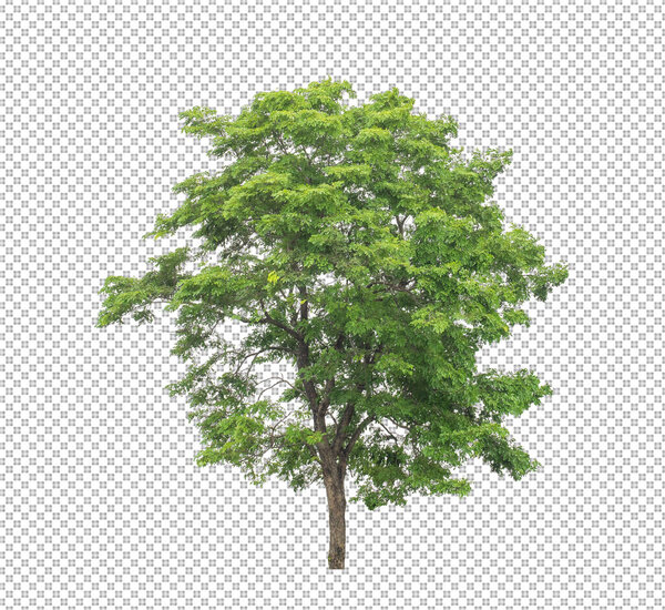 Tree on transparent picture background with clipping path, single tree with clipping path and alpha channel 