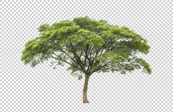 Árbol Sobre Fondo Transparente Con Ruta Recorte Árbol Único Con —  Fotos de Stock