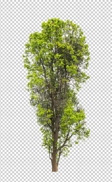 Baum Auf Transparentem Bildhintergrund Mit Clipping Pfad Einzelbaum Mit Clipping — Stockfoto