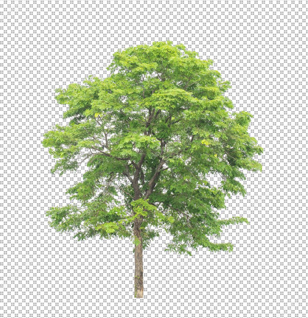 Tree on transparent picture background with clipping path, single tree with clipping path and alpha channel 