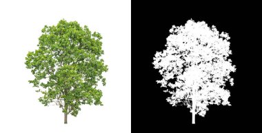 Kesme yolu ile şeffaf resim arkaplan üzerinde ağaç, kırpma yolu olan tek ağaç ve siyah arkaplanda alfa kanalı