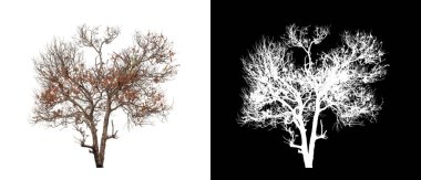 Kesme yolu ile şeffaf resim arkaplan üzerinde ağaç, kırpma yolu olan tek ağaç ve siyah arkaplanda alfa kanalı