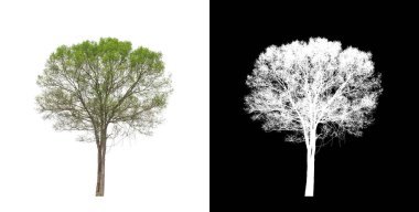 Kesme yolu ile şeffaf resim arkaplan üzerinde ağaç, kırpma yolu olan tek ağaç ve siyah arkaplanda alfa kanalı