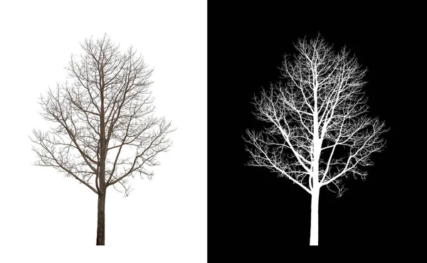 Kesme yolu ile şeffaf resim arkaplan üzerinde Ölü Ağaç, kırpma yolu ile tek ağaç ve siyah arkaplan üzerinde alfa kanal