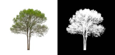 Kesme yolu ile şeffaf resim arkaplan üzerinde ağaç, kırpma yolu olan tek ağaç ve siyah arkaplanda alfa kanalı