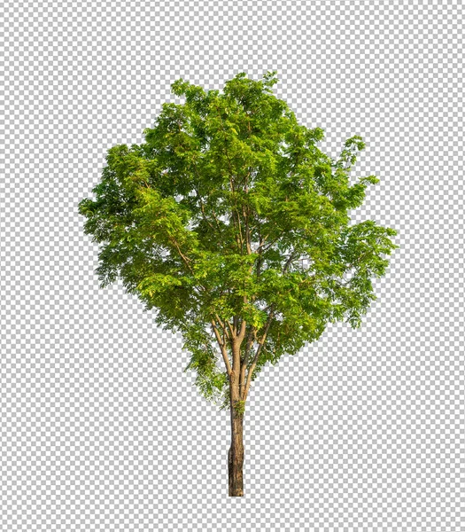 Δέντρο Διαφανές Φόντο Εικόνας Μονοπάτι Αποκοπής Ένα Δέντρο Μονοπάτι Αποκοπής — Φωτογραφία Αρχείου