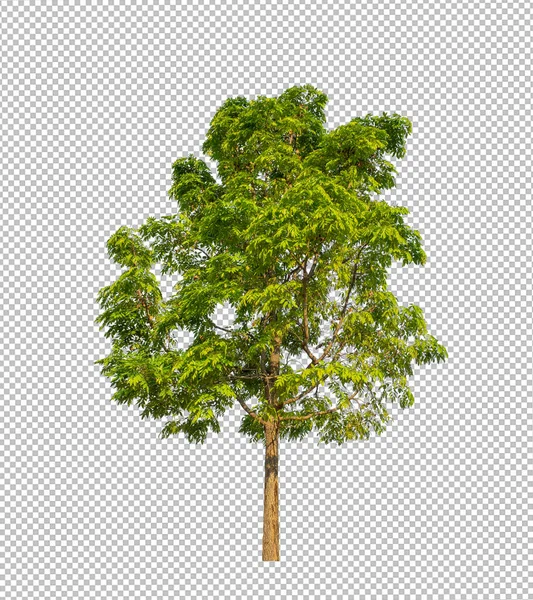 Árbol Sobre Fondo Transparente Con Ruta Recorte Árbol Único Con — Foto de Stock