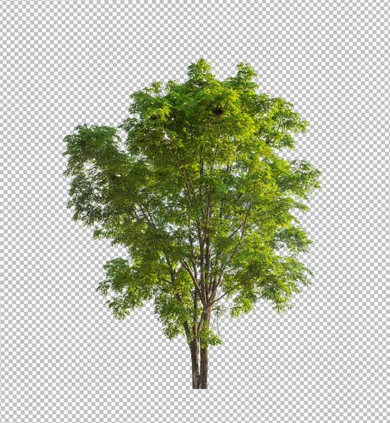Pohon Pada Gambar Latar Transparan Dengan Tapak Kliping Pohon Tunggal — Stok Foto