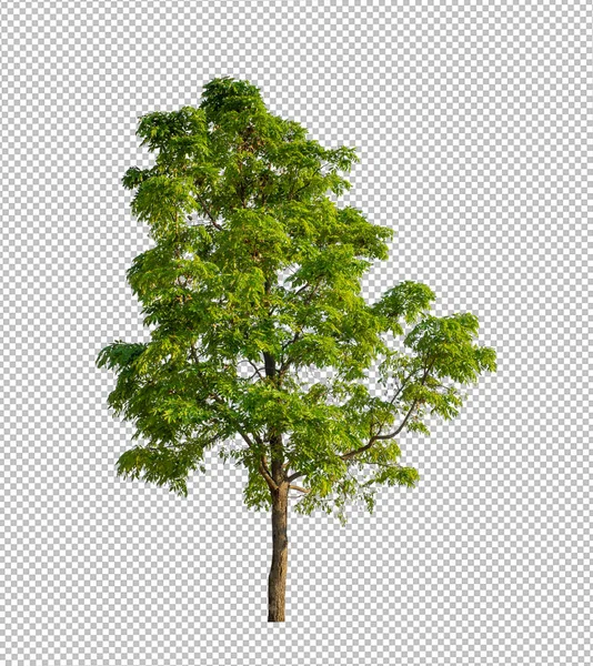 Albero Sfondo Immagine Trasparente Con Percorso Ritaglio Albero Singolo Con — Foto Stock