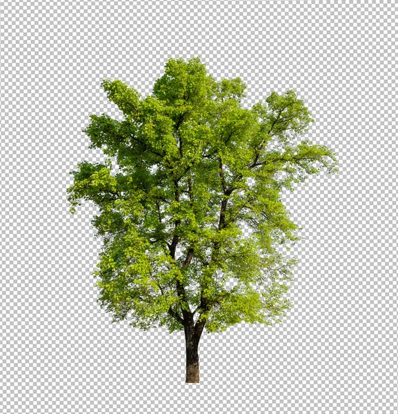 Árbol Sobre Fondo Transparente Con Ruta Recorte Árbol Único Con —  Fotos de Stock