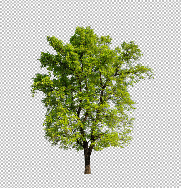 Tree on transparent picture background with clipping path, single tree with clipping path and alpha channel