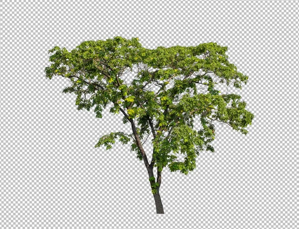 Kesme yolu olan şeffaf resim arkaplanı, kırpma yolu ve alfa kanalı olan tek ağaç