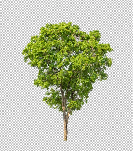 具有剪切路径的透明图像背景树 具有剪切路径和Alpha通道的单树 — 图库照片