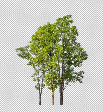 Kesme yolu olan şeffaf resim arkaplanı, kırpma yolu ve alfa kanalı olan tek ağaç