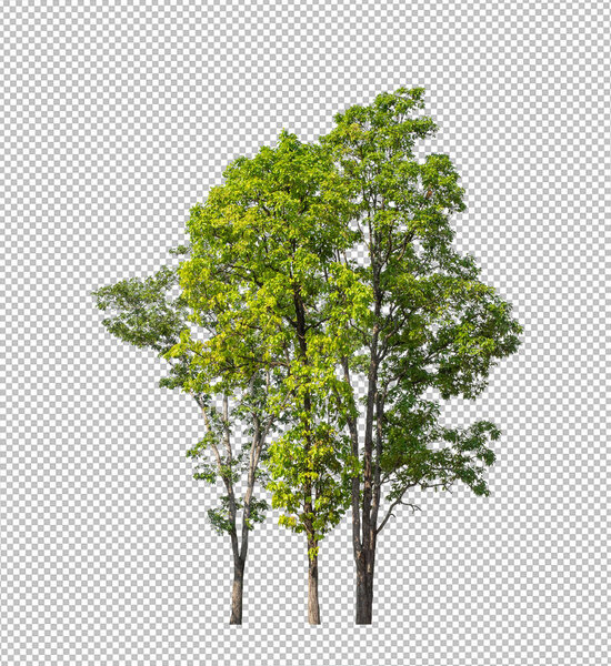 Tree on transparent picture background with clipping path, single tree with clipping path and alpha channel