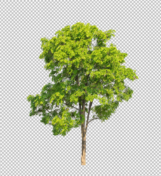 Tree on transparent picture background with clipping path, single tree with clipping path and alpha channel