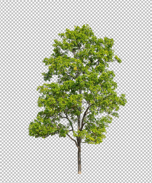 Tree on transparent picture background with clipping path, single tree with clipping path and alpha channel