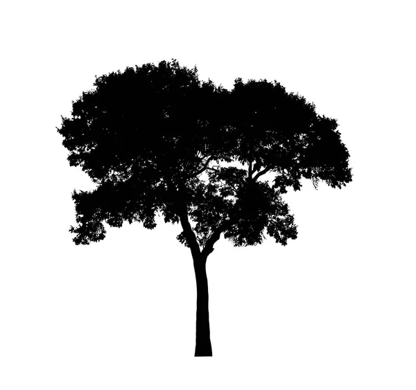 Tree Silhouette Brush White Background — Stock Photo, Image