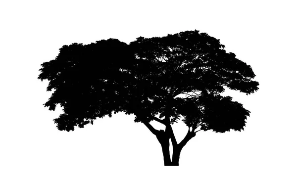 Silueta Árbol Para Pincel Sobre Fondo Blanco — Foto de Stock