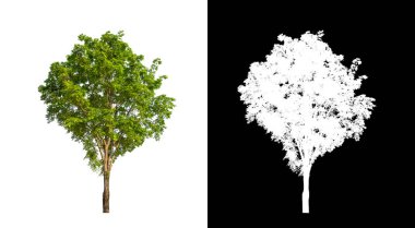 Kesme yolu olan şeffaf resim arkaplanı, kırpma yolu ve alfa kanalı olan tek ağaç
