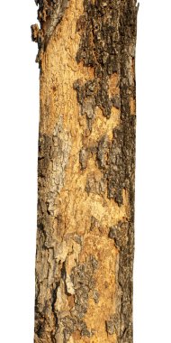 Beyaz arka planda izole edilmiş bir ağacın gövdesi.