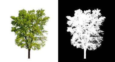 Kesme yolu olan şeffaf resim arkaplanı, kırpma yolu ve alfa kanalı olan tek ağaç