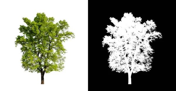 Árbol Sobre Fondo Transparente Con Ruta Recorte Árbol Único Con —  Fotos de Stock